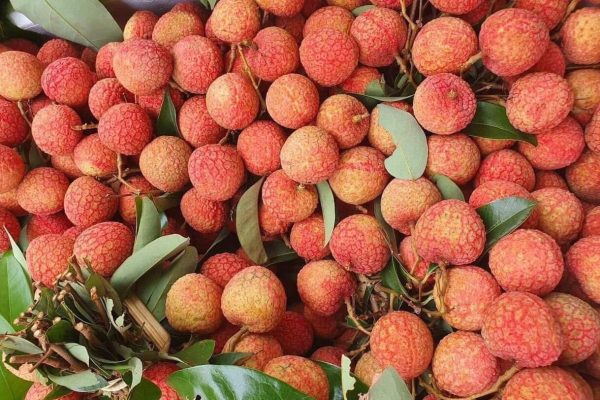 Vai-u-hong-Dak-Lak-chin-som-gia-cao-ngat Vải trứng hộp carton 3 kg