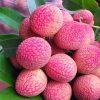 Vải trứng hộp nhựa 1kg