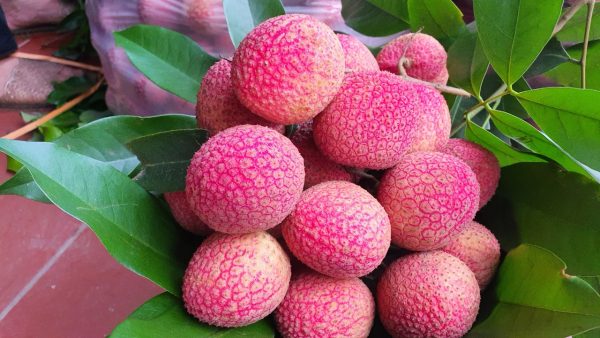 Vải trứng hộp nhựa 1kg